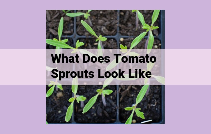 what does tomato sprouts look like