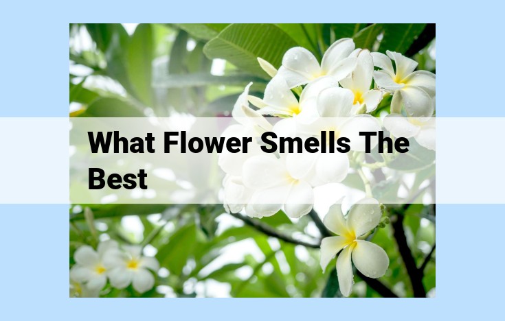 what flower smells the best