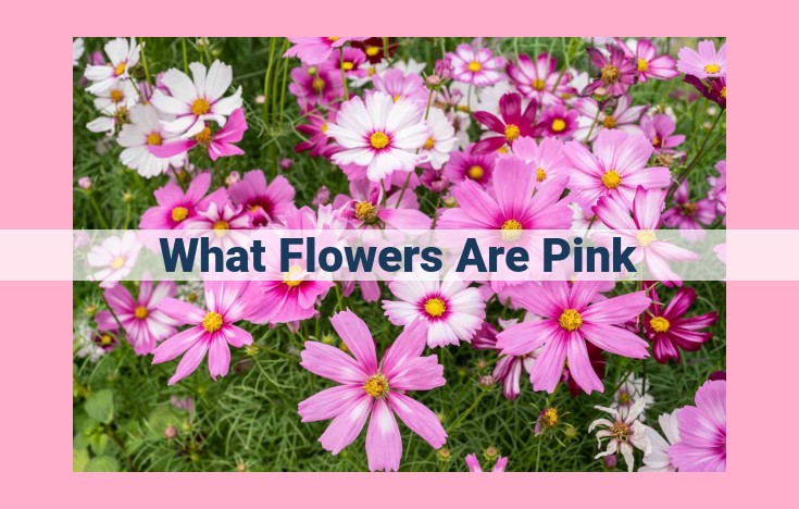 what flowers are pink