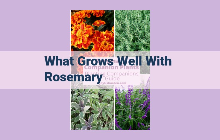 what grows well with rosemary