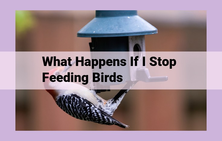 what happens if i stop feeding birds