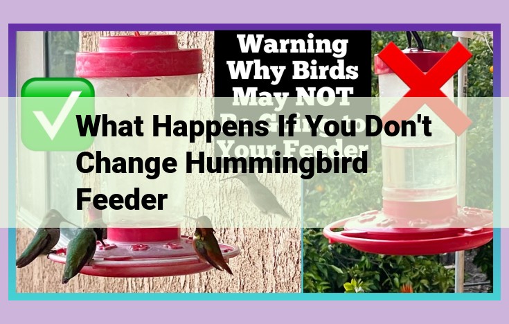 what happens if you don't change hummingbird feeder