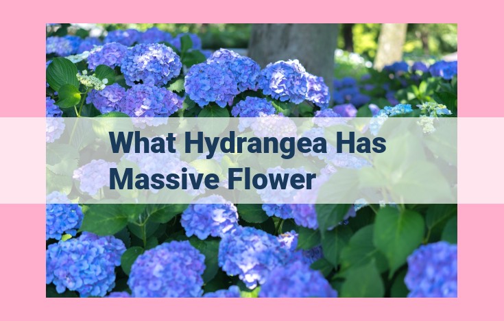 what hydrangea has massive flower