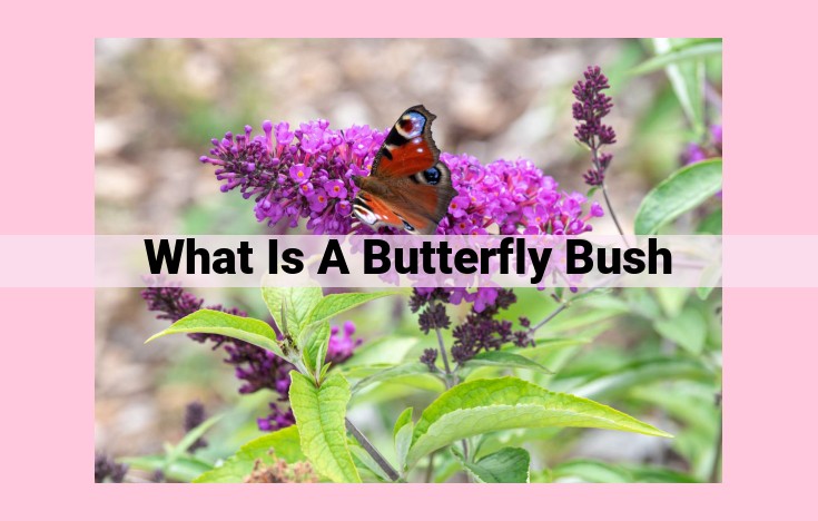 what is a butterfly bush