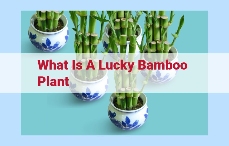 what is a lucky bamboo plant