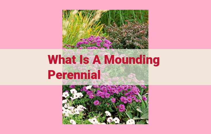 what is a mounding perennial