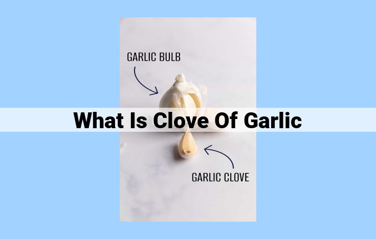 what is clove of garlic