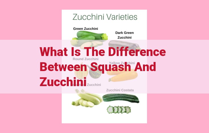 what is the difference between squash and zucchini