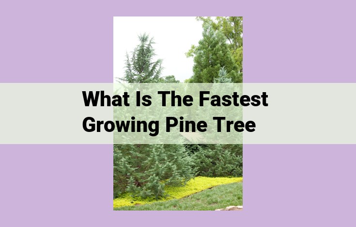 what is the fastest growing pine tree