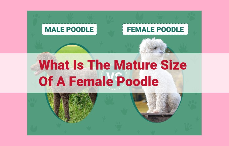 what is the mature size of a female poodle