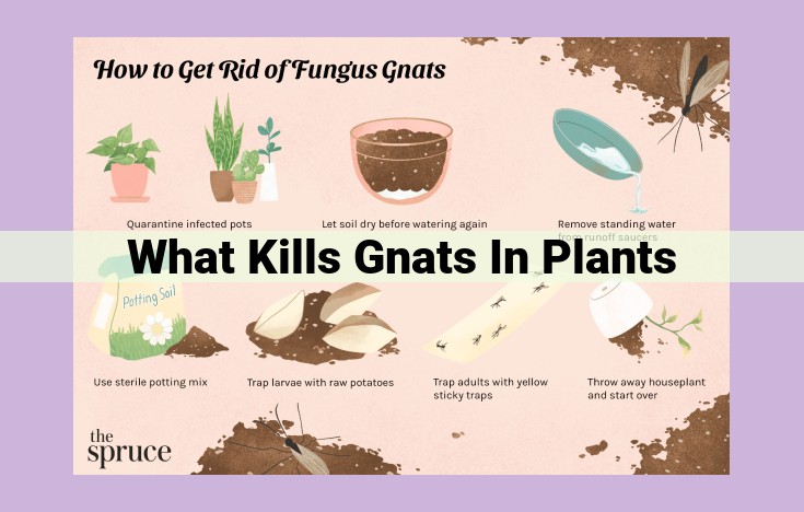 what kills gnats in plants