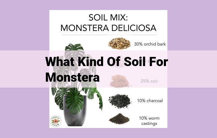 what kind of soil for monstera