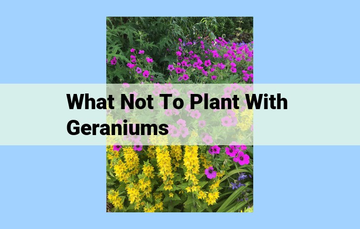 what not to plant with geraniums