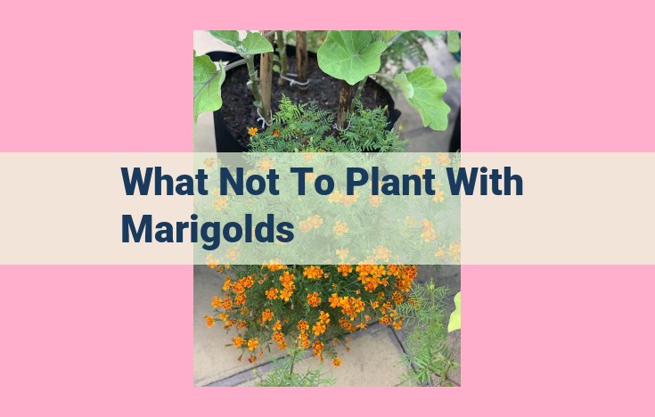 what not to plant with marigolds