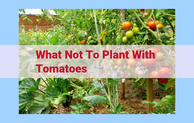 what not to plant with tomatoes