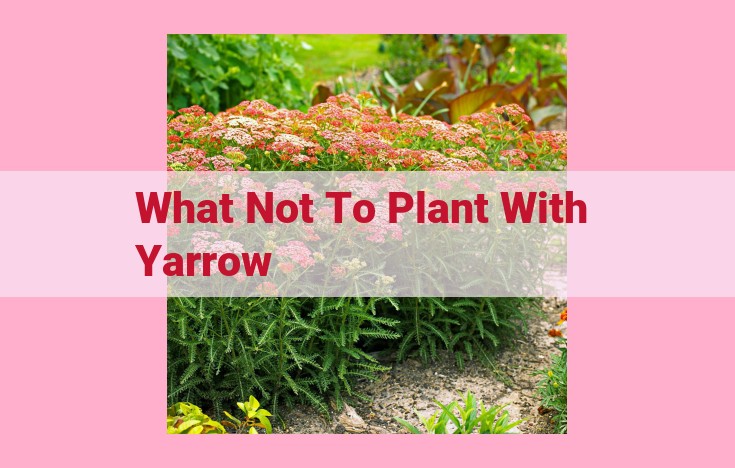 what not to plant with yarrow