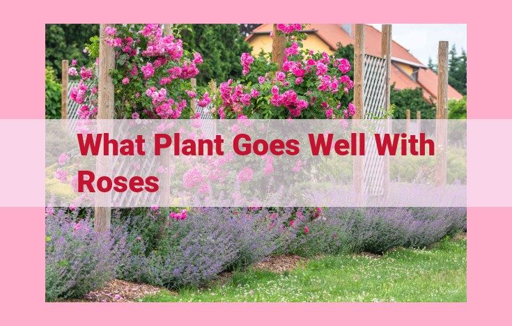 what plant goes well with roses