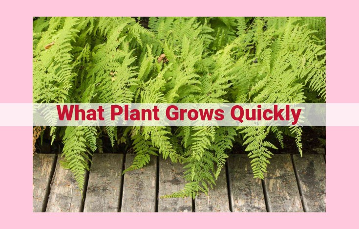 what plant grows quickly