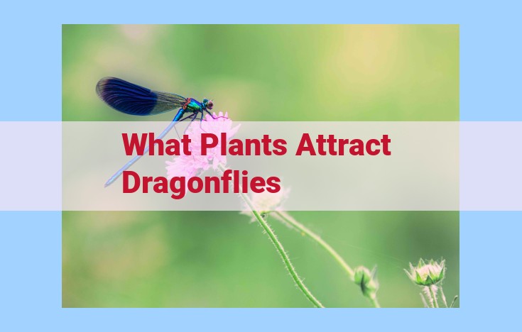 what plants attract dragonflies