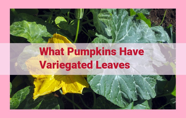 what pumpkins have variegated leaves