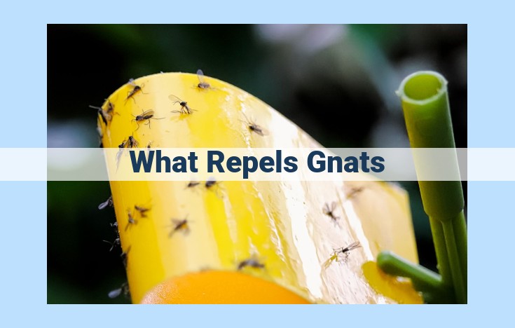 what repels gnats