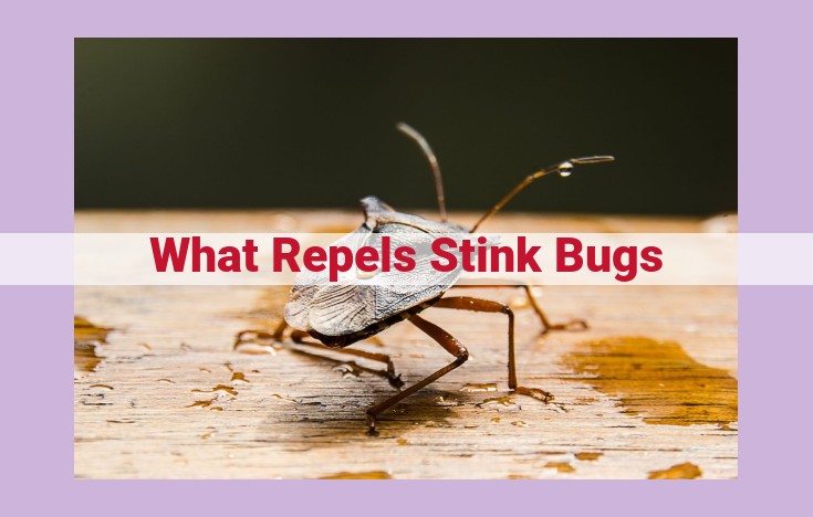 what repels stink bugs