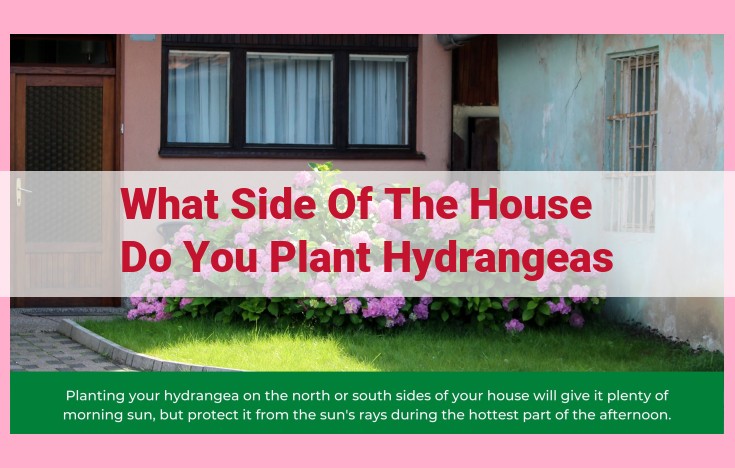 what side of the house do you plant hydrangeas