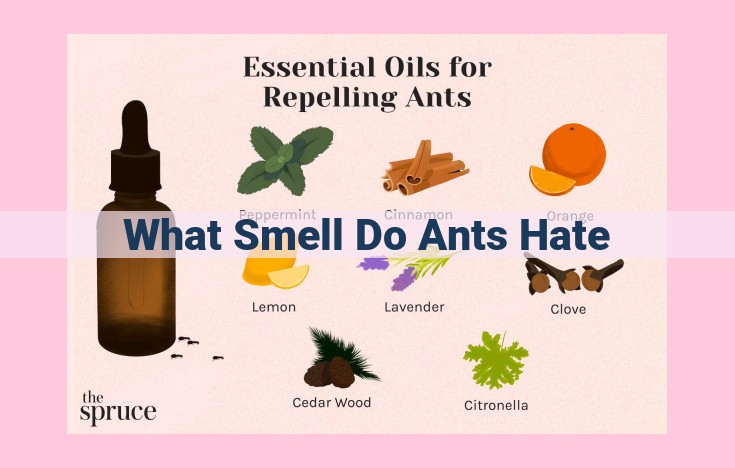 what smell do ants hate