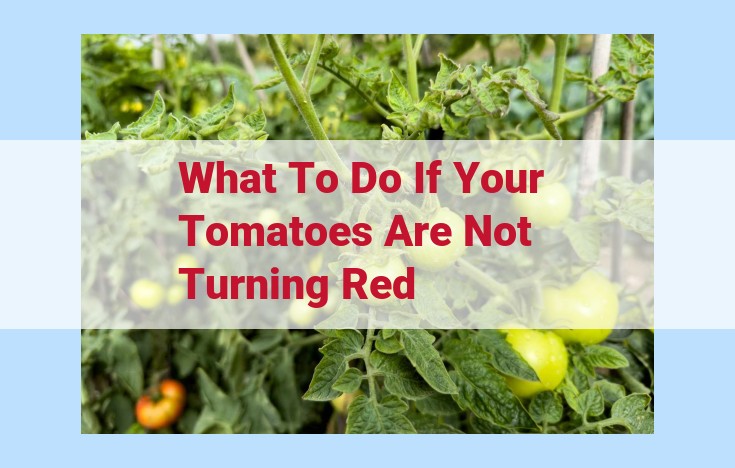 what to do if your tomatoes are not turning red