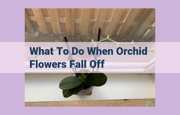 what to do when orchid flowers fall off