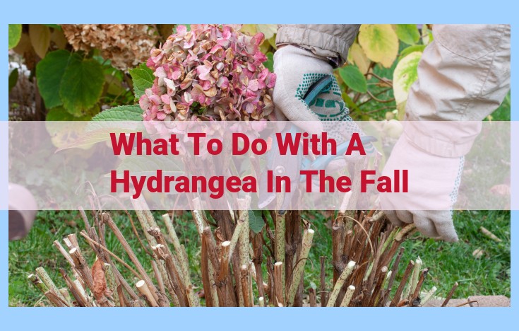 what to do with a hydrangea in the fall