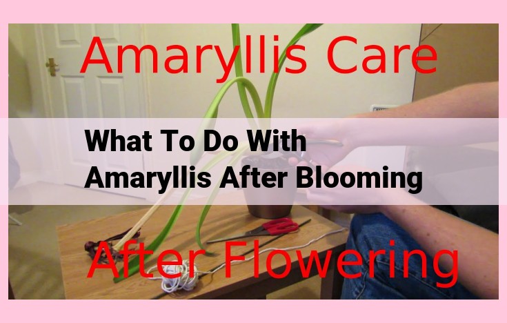 what to do with amaryllis after blooming