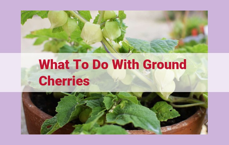 what to do with ground cherries