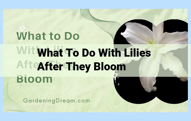 what to do with lilies after they bloom