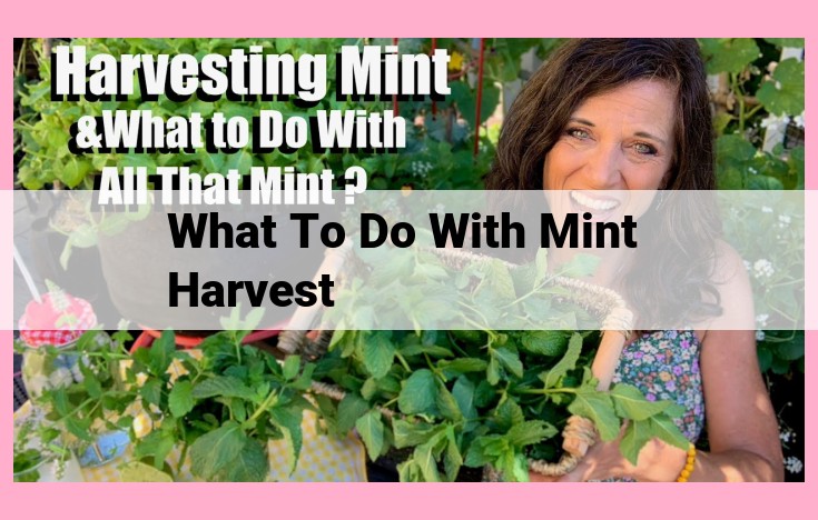 what to do with mint harvest