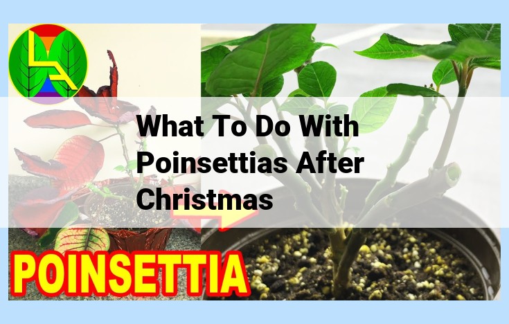 what to do with poinsettias after christmas