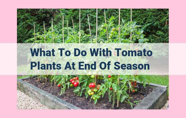 what to do with tomato plants at end of season