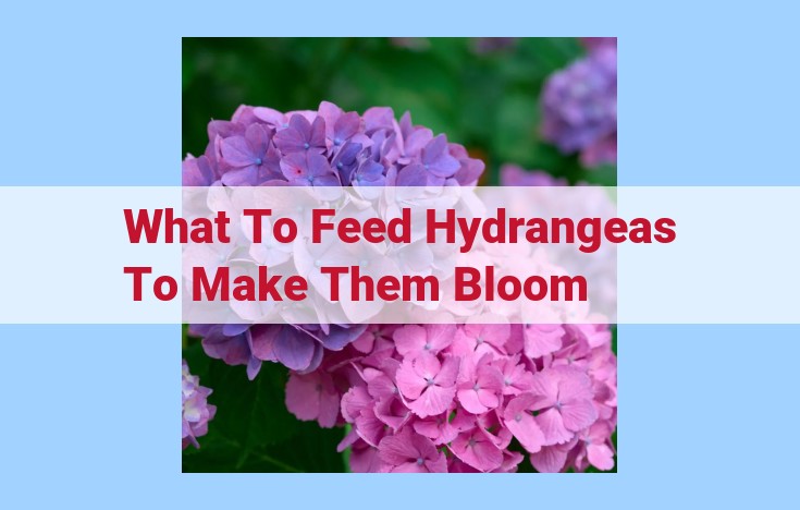 what to feed hydrangeas to make them bloom