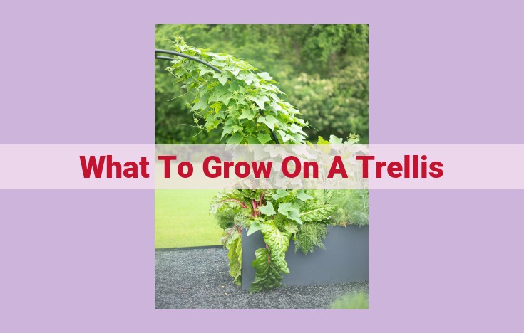 what to grow on a trellis