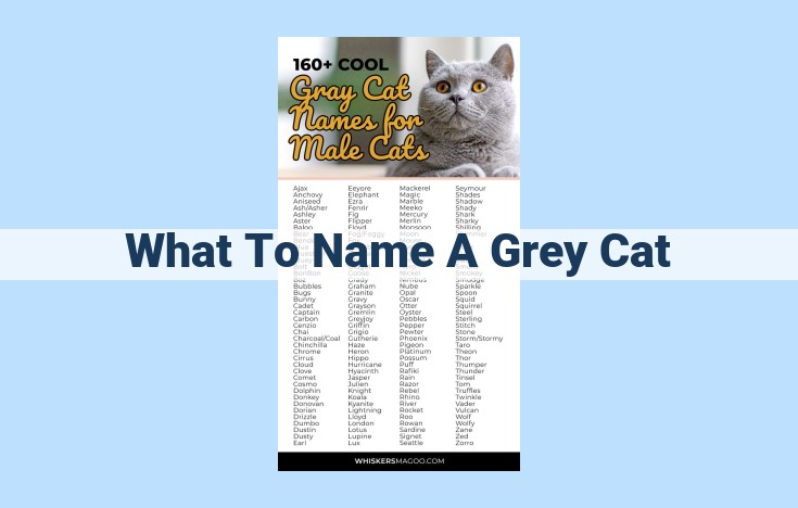 what to name a grey cat