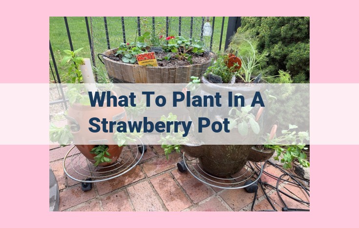 what to plant in a strawberry pot