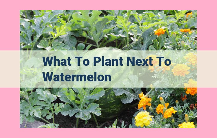 what to plant next to watermelon