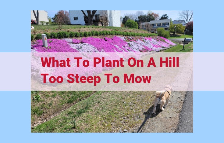 what to plant on a hill too steep to mow