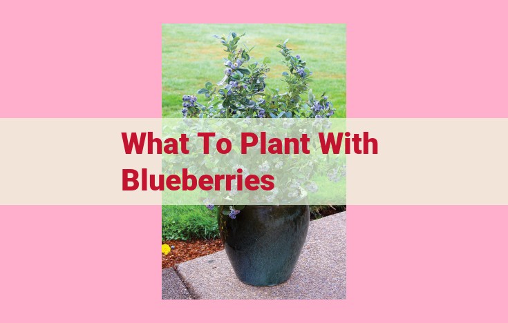 what to plant with blueberries