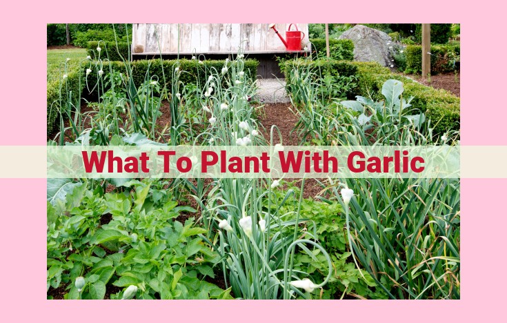 what to plant with garlic