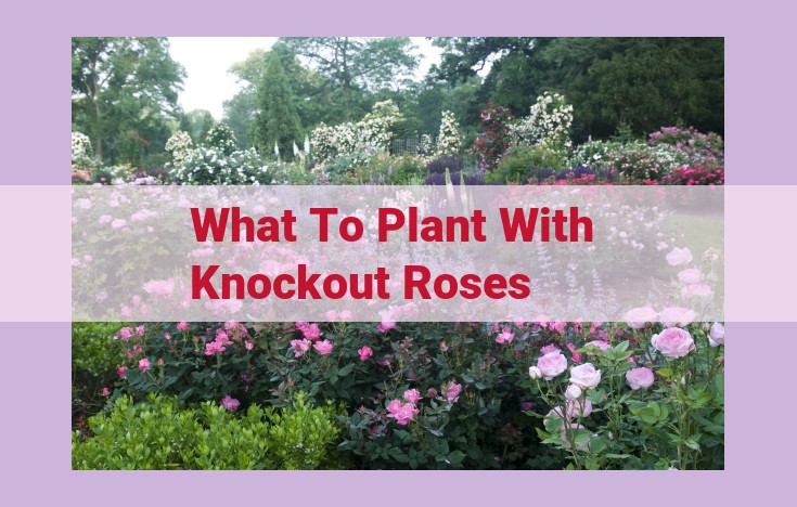 what to plant with knockout roses