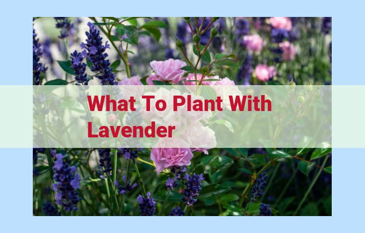 what to plant with lavender