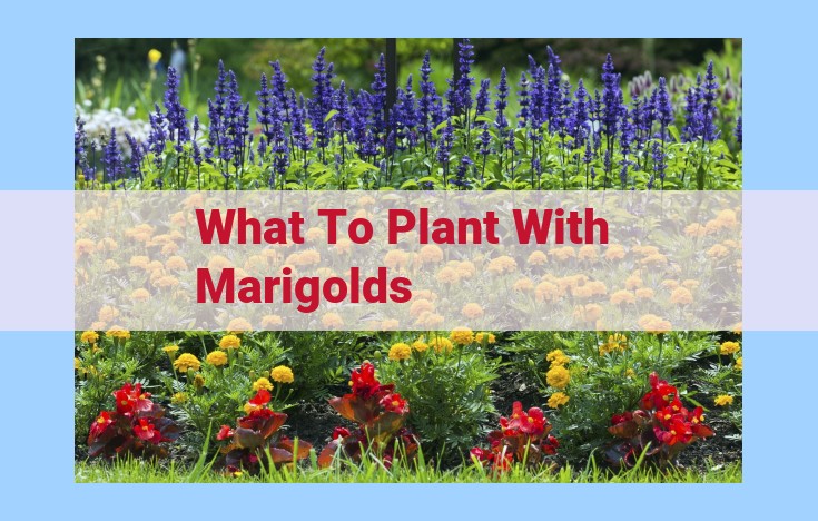 what to plant with marigolds