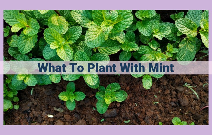 what to plant with mint