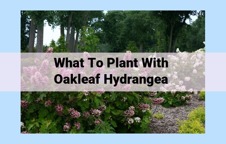 what to plant with oakleaf hydrangea